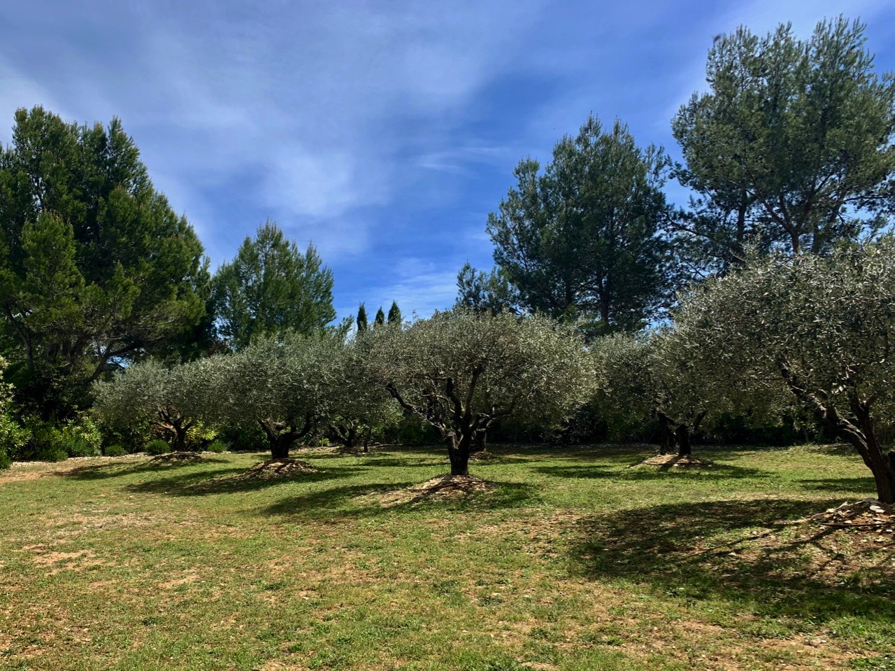 A sunlit grove with twisted olive trees, lush green grass, and a backdrop of pine trees under a blue sky with faint clouds.